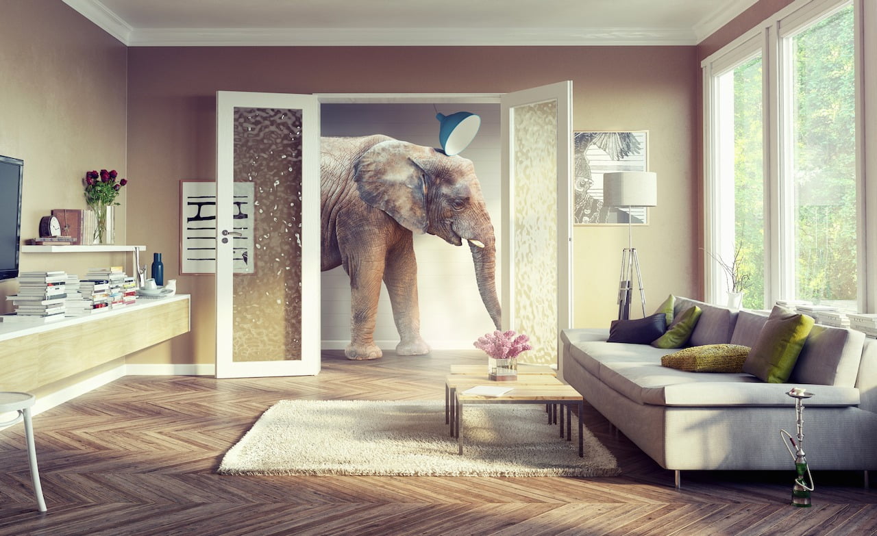 Der Elefant im Raum – der viel zu häufig unbeachtet bleibt