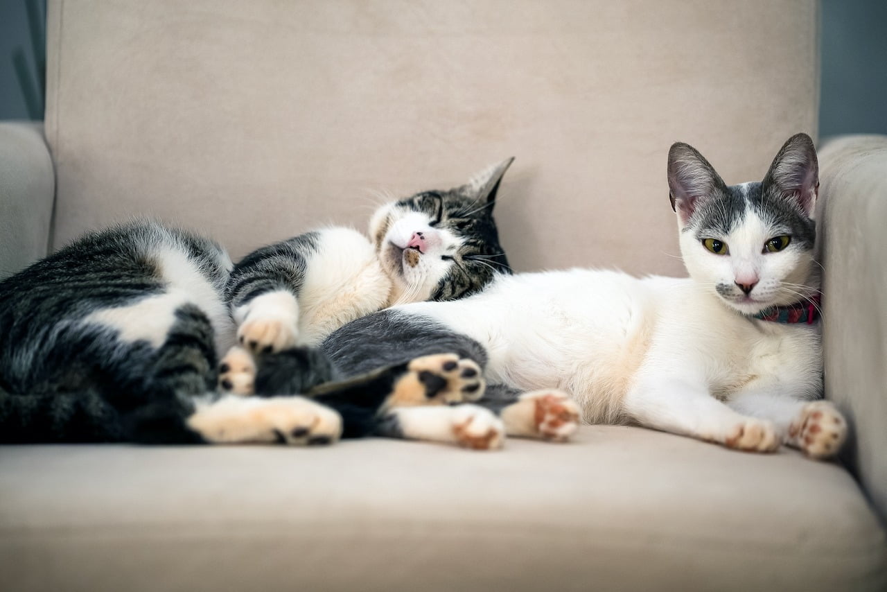 Hund, Katze, Maus: So werden aus neuem Partner und Haustier beste Freunde…